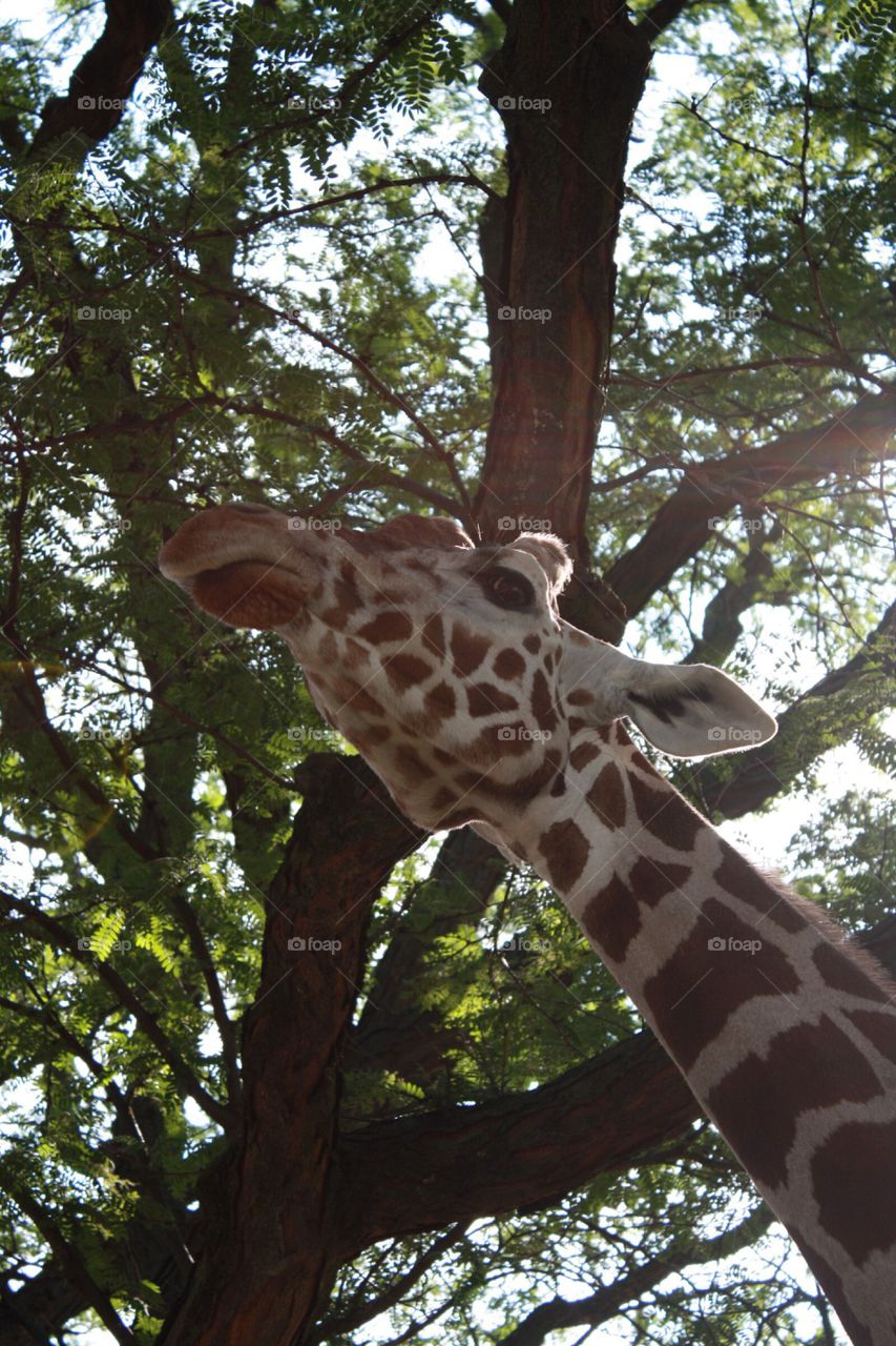 Baha the Giraffe at the Milwaukee County Zoo.