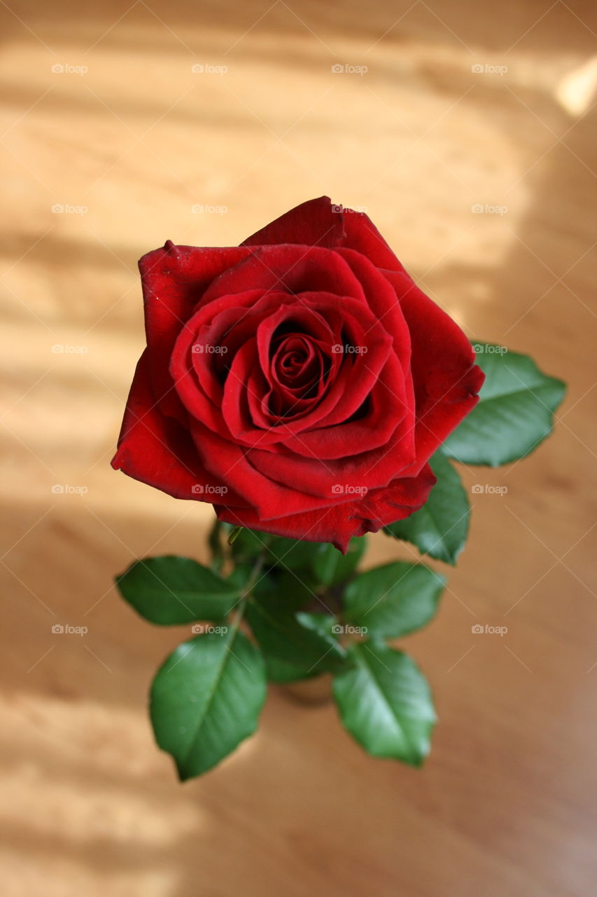 Elevated view of bright red rose
