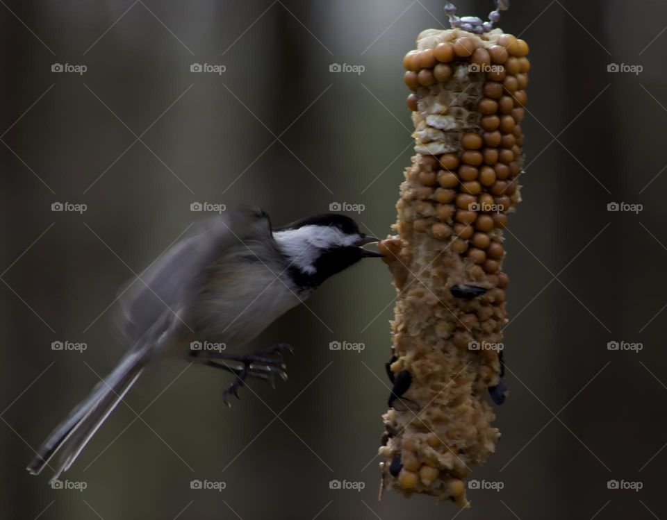 Chickadee plucking of a kernel