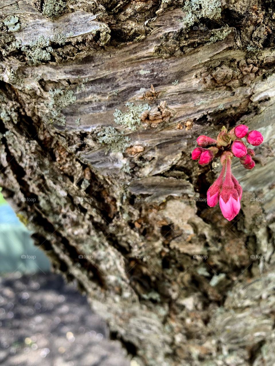 A brown backdrop of a tree trunk with budding pink flowers.