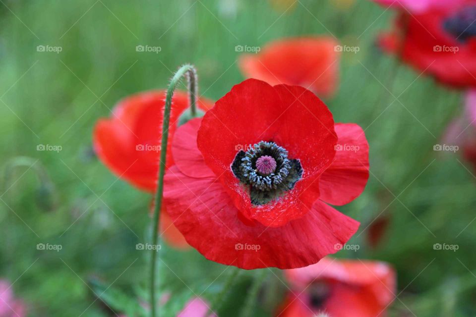 Red Poppy