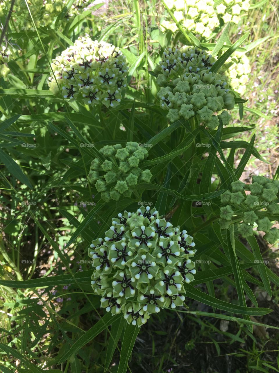 Found some milkweed at the park! So pretty