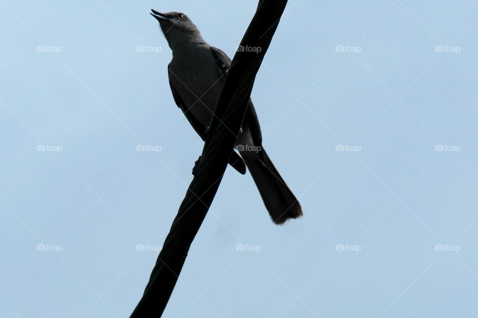 North American mockingbird