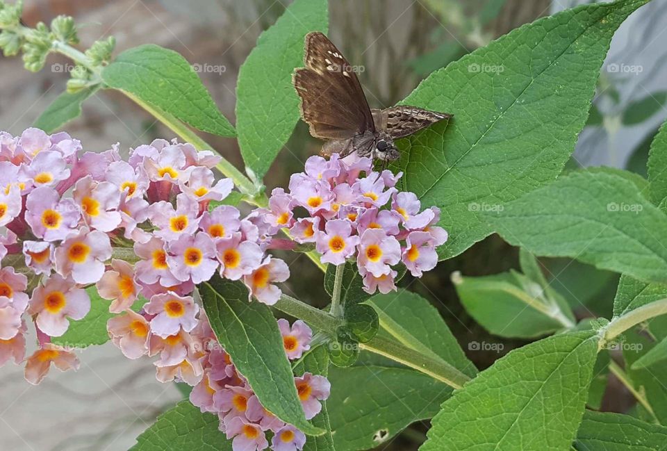 flower butterfly