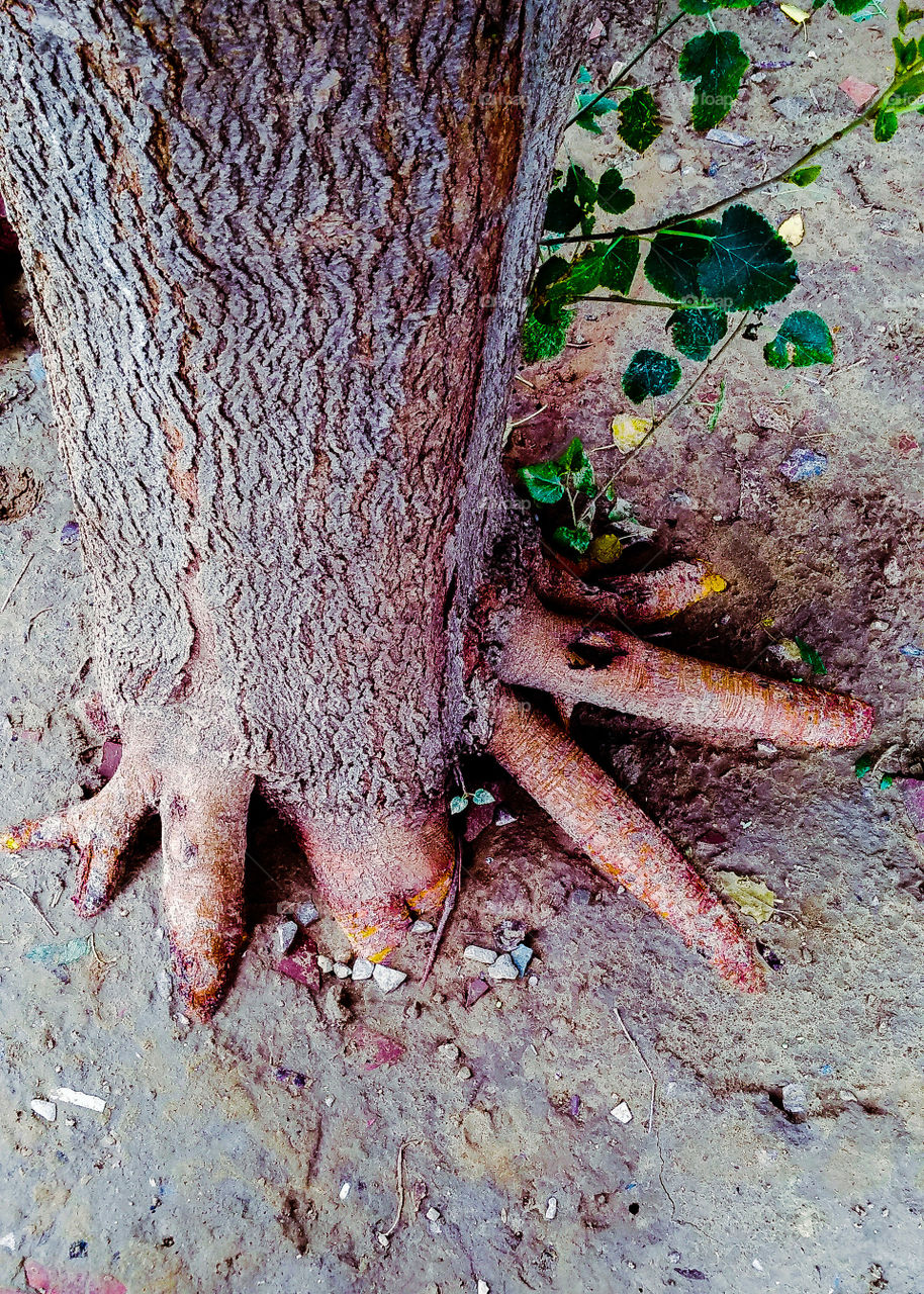 ficus deliciosa ( the peepal tree )