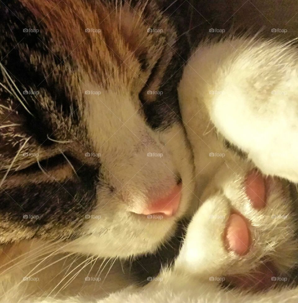 Nose and toes