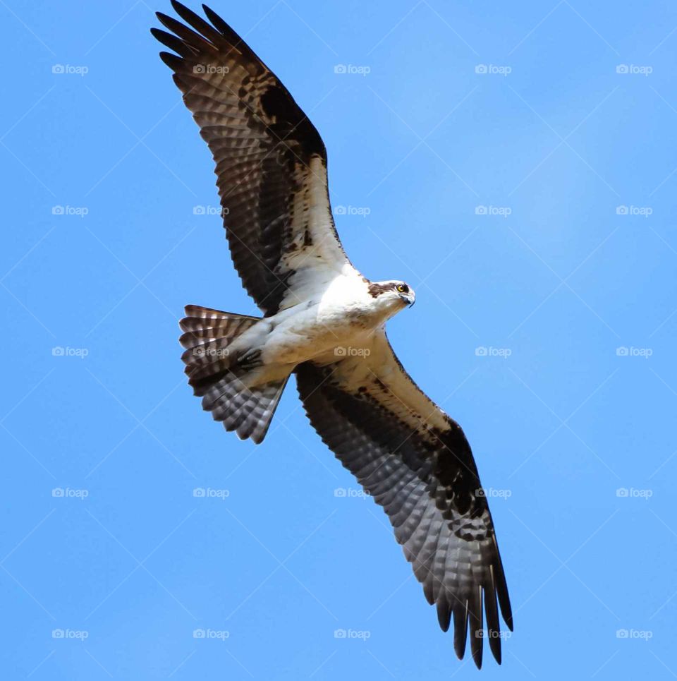 Osprey in Flight