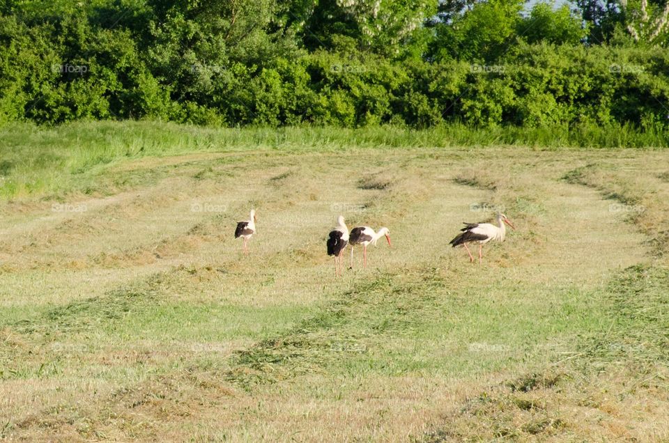 Storks in Motion