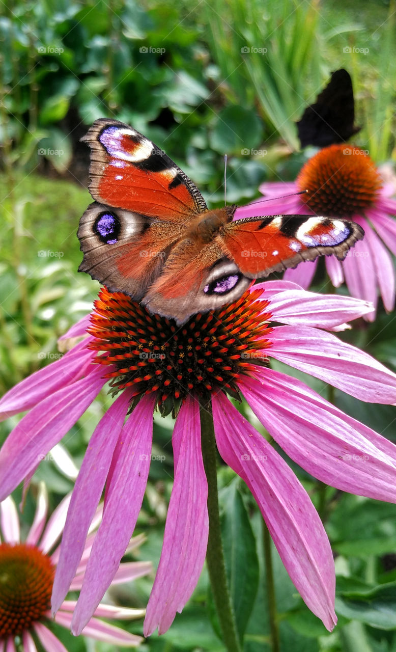 butterfly on the flower