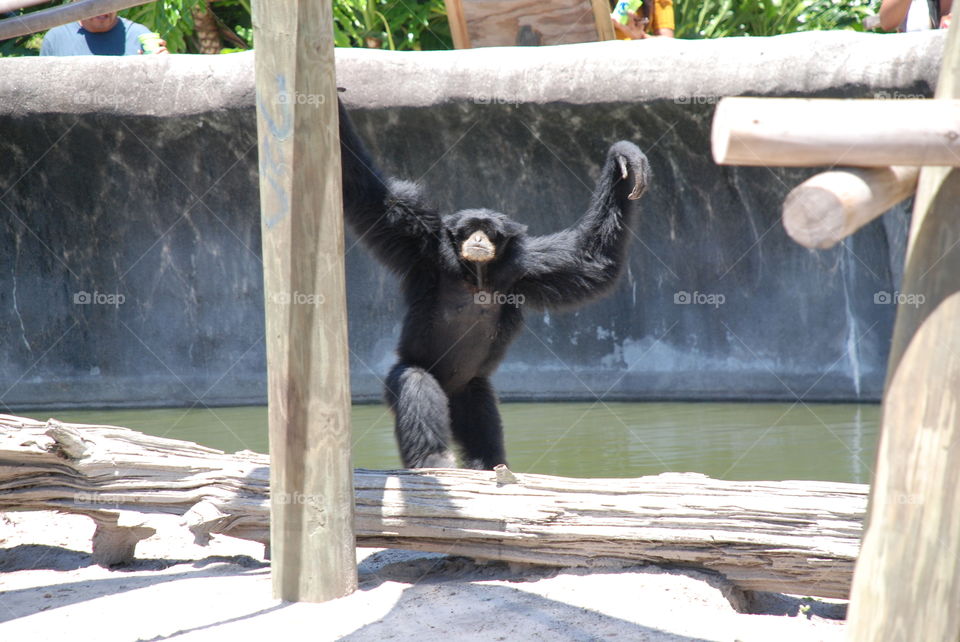 A chimpanzee about to swing again