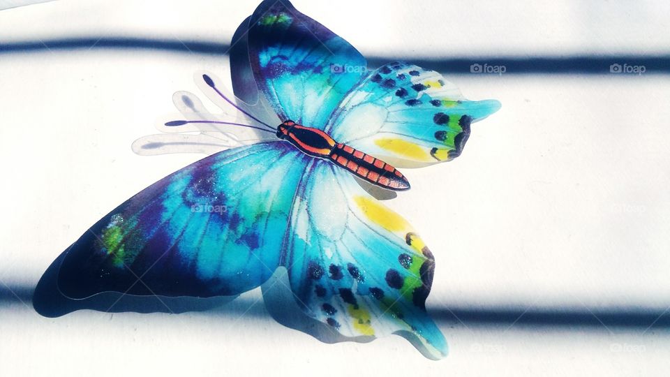 butterfly