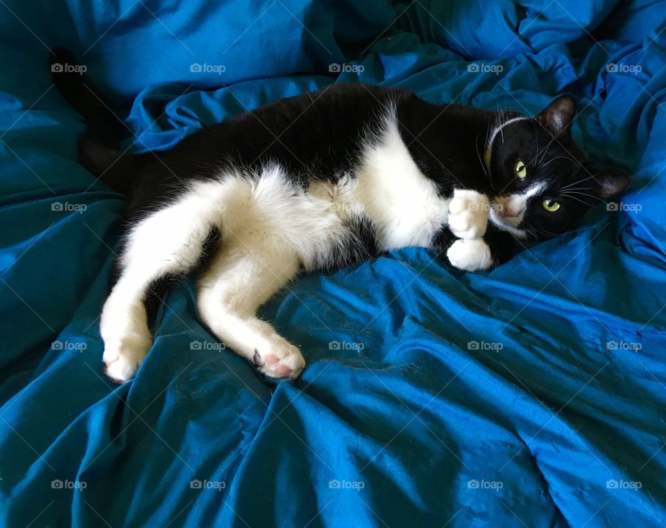 Reggie the short-haired, black and white tuxedo cat inviting you to join him on the rich, blue sheets.