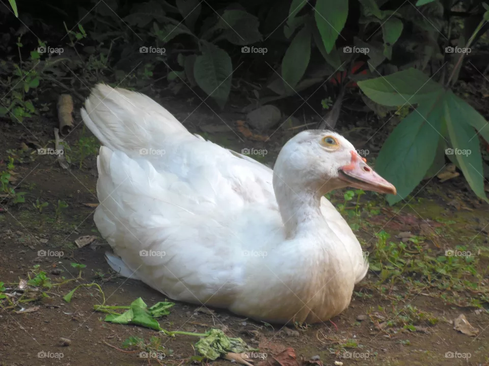 duck