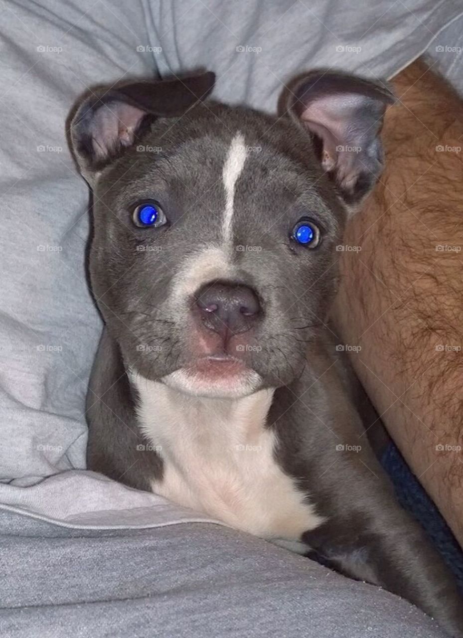Blue Pitbull Puppy Pictures