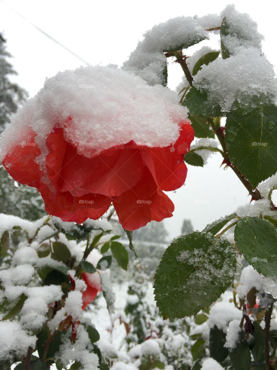 Red rose covered in snow