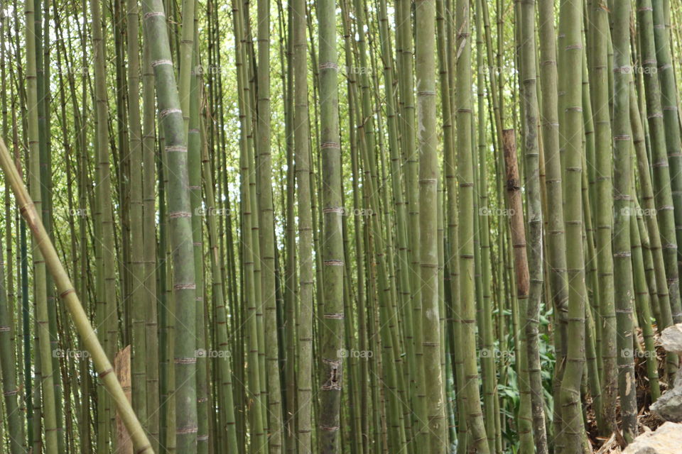 Bamboo.