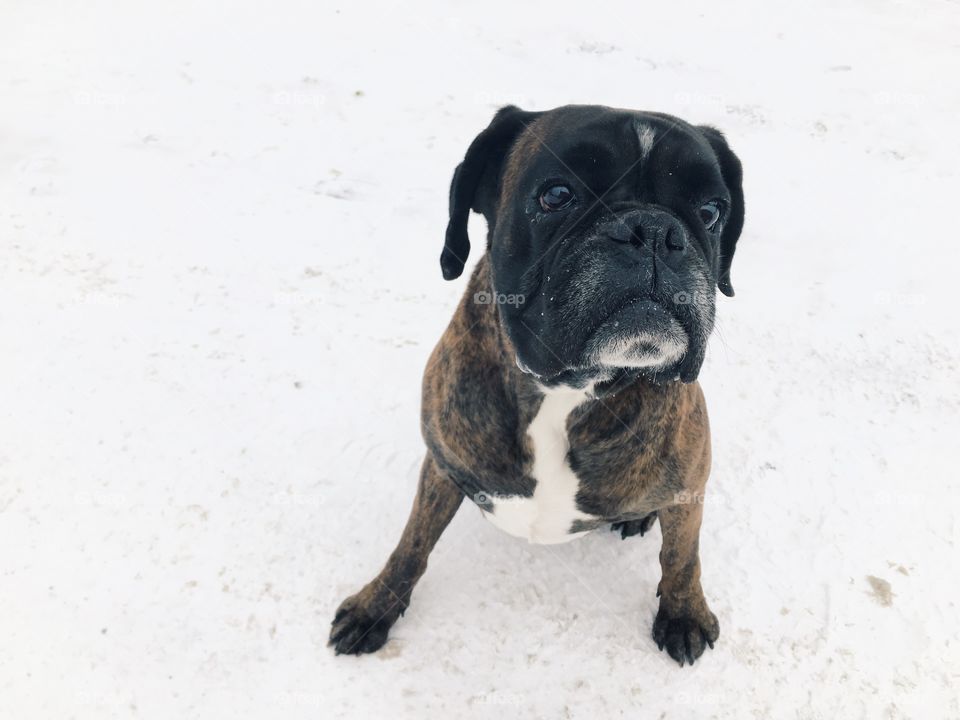 My German boxer dog waiting to play in the snow. 
