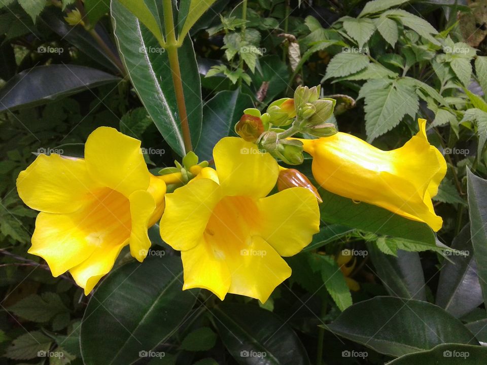 flores amarela