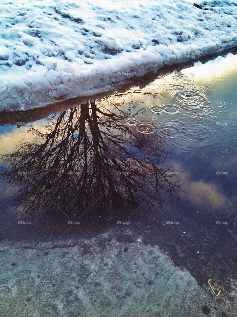 Reflection of tree in water