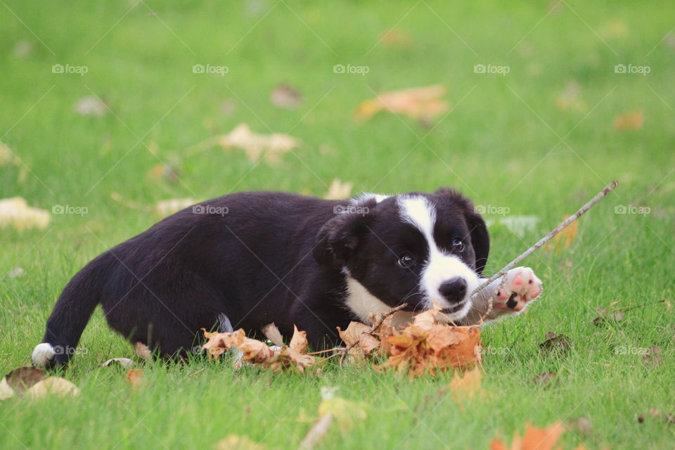 Grass, Animal, Mammal, Dog, Cute