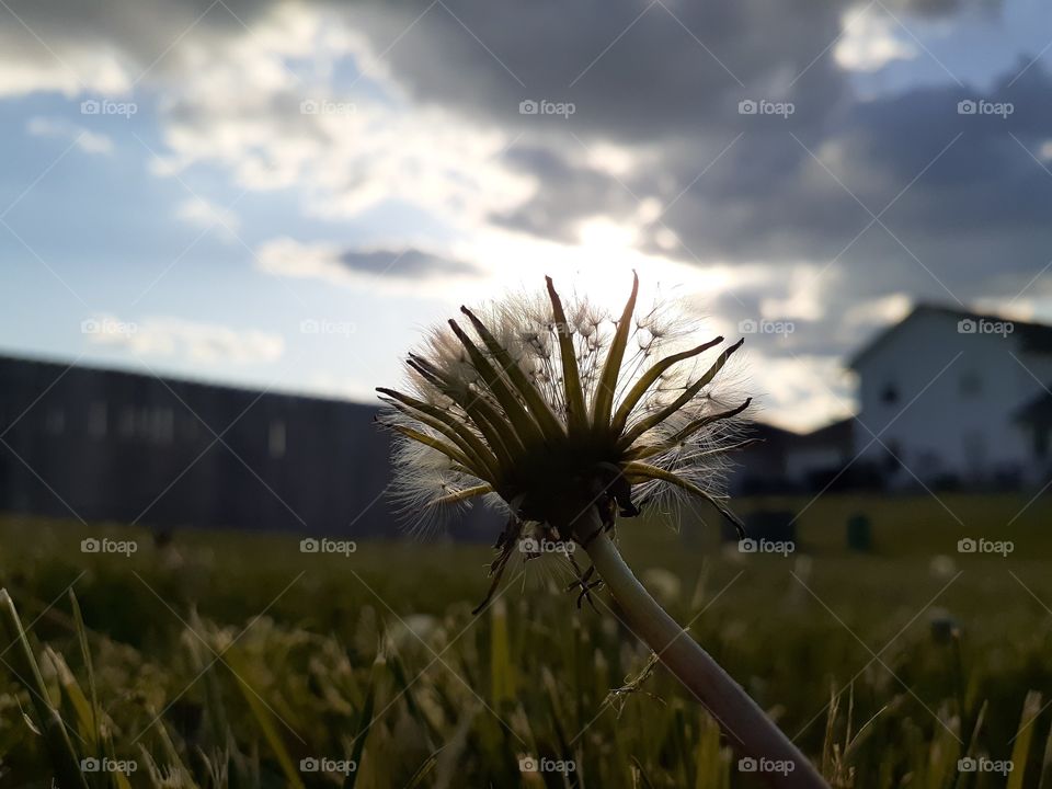Dandelion Sunset