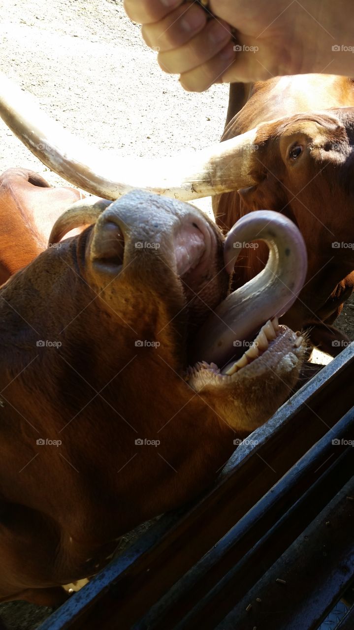 Texas Longhorn