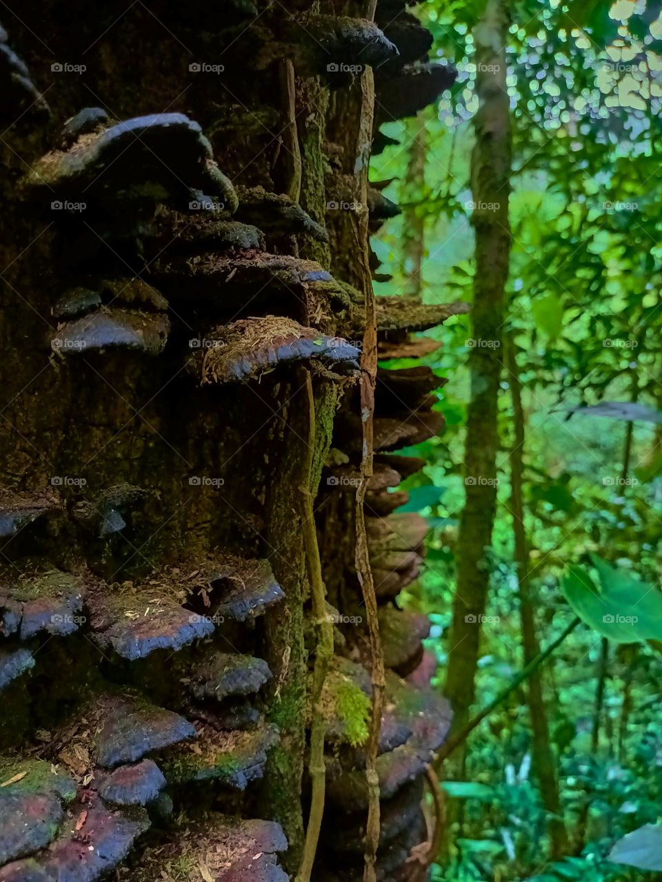 Arboreal mushroom wild growing on a tree stump.