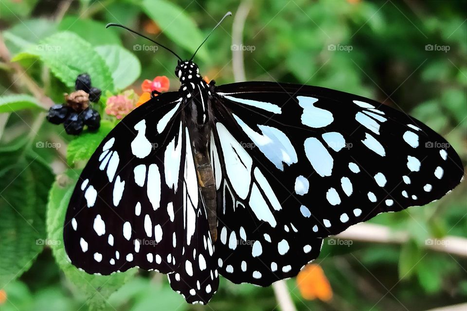 Beautiful butterflies