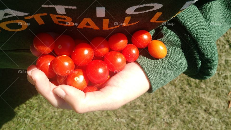 bunch of tomatoes