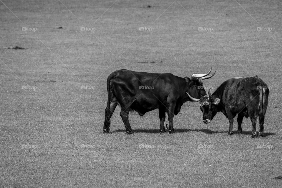 Beef in black in white in a field