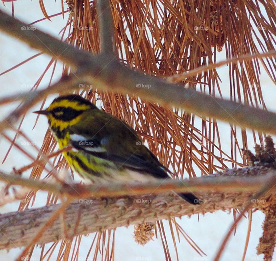 Bird-Townsend Warbler