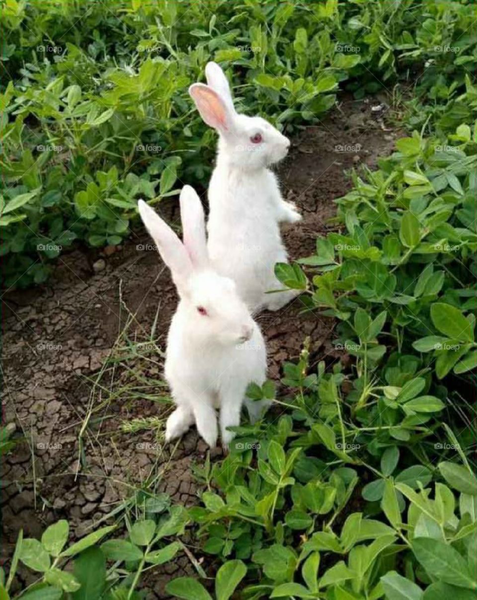 Two white rabbits in the garden