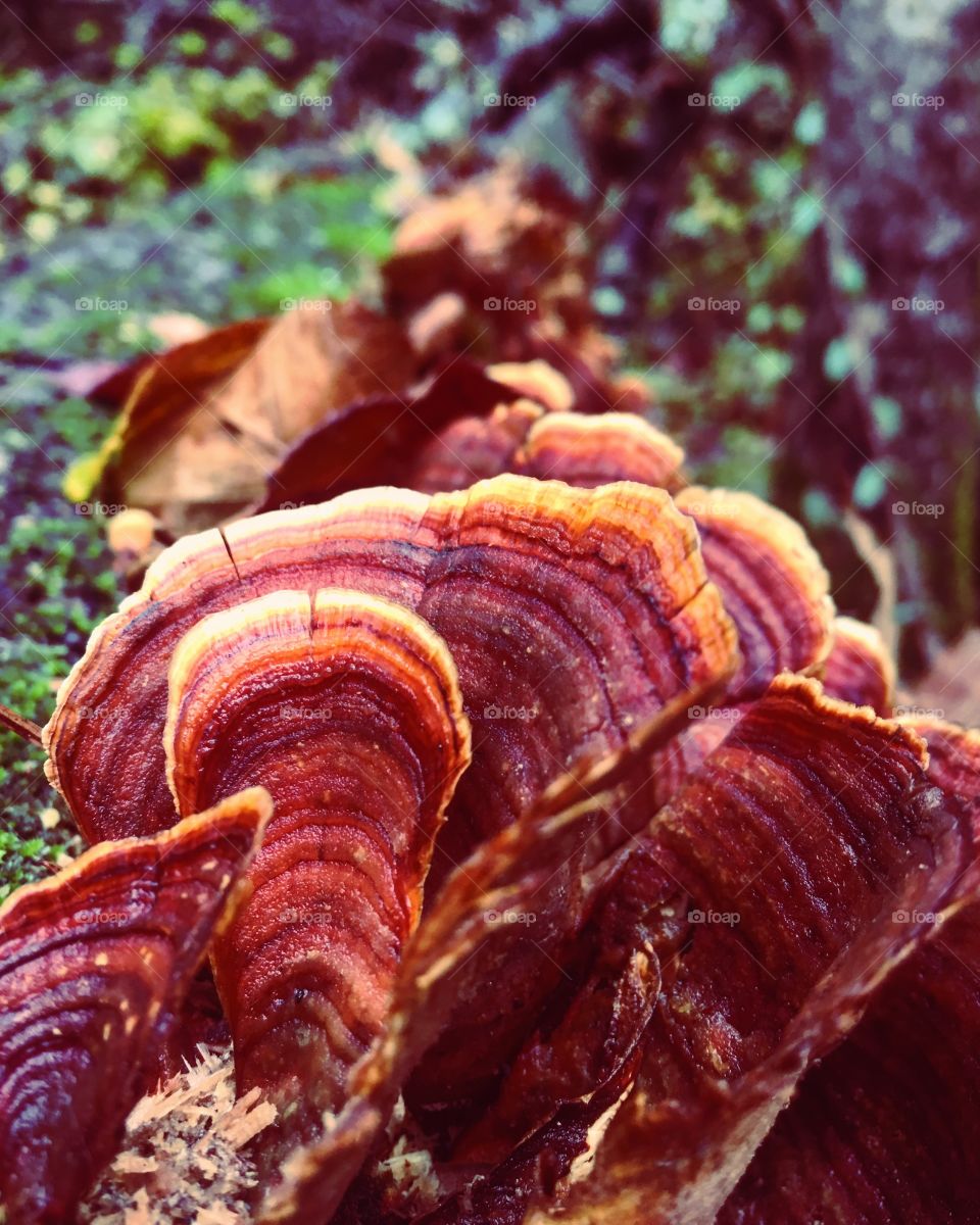 Red Mushrooms, Late Fall, 2016