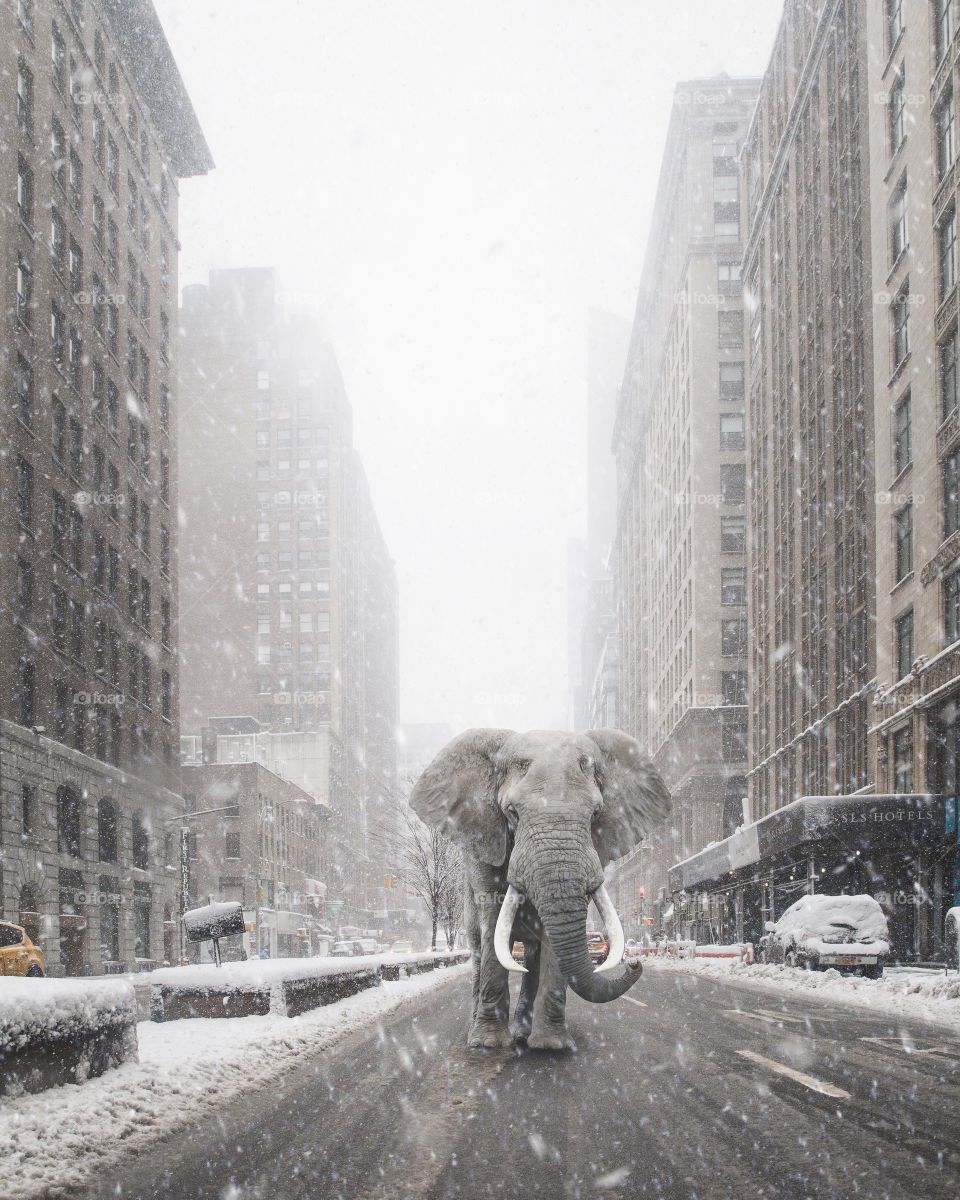 Park Avenue Elephant