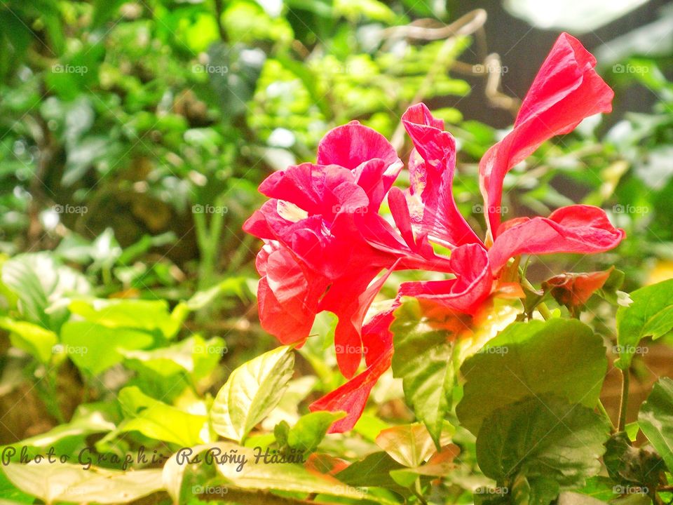 It is Hibiscus Rosa_Sinensis Blossoms,It is Hibiscus Rosa_Sinensis Blossoms,It is Hibiscus Rosa_Sinensis Blossoms,It is Hibiscus Rosa_Sinensis Blossoms,It is Hibiscus Rosa_Sinensis Blossoms,It is Hibiscus Rosa_Sinensis Blossoms,It is Hibiscus Rosa,