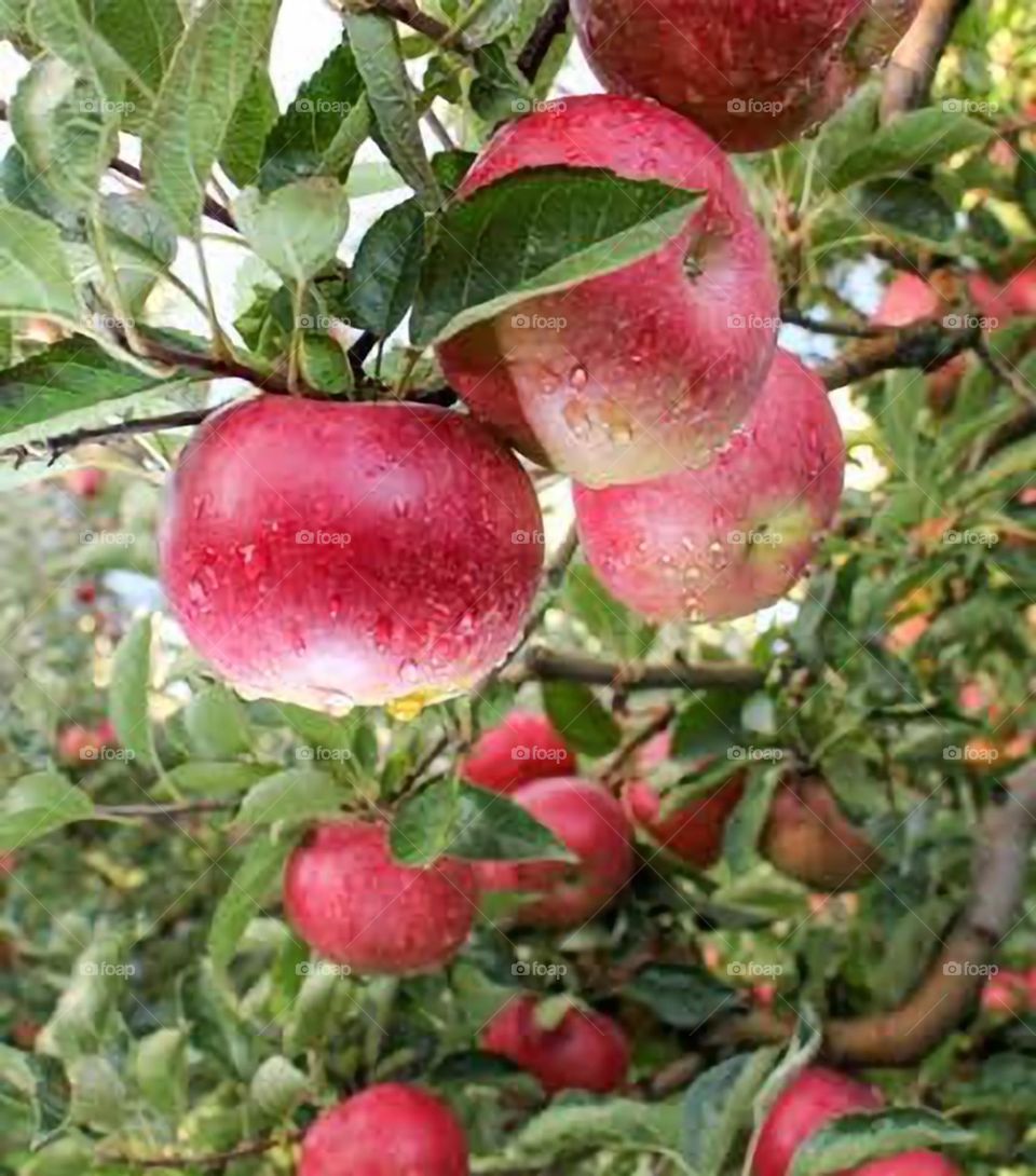 kasmiri apples