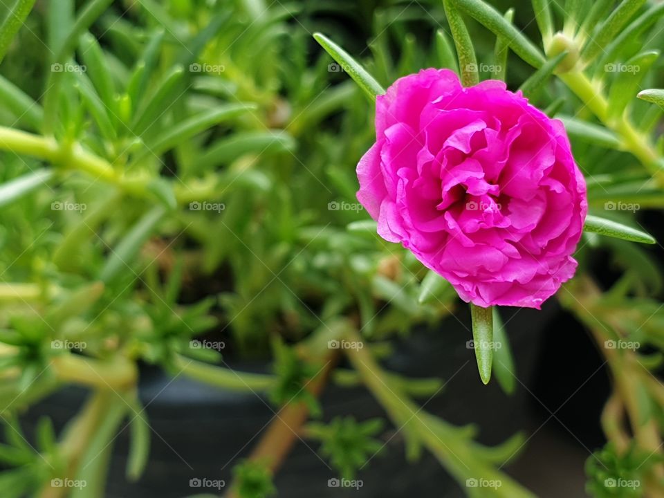 the Portulaca Grandiflora