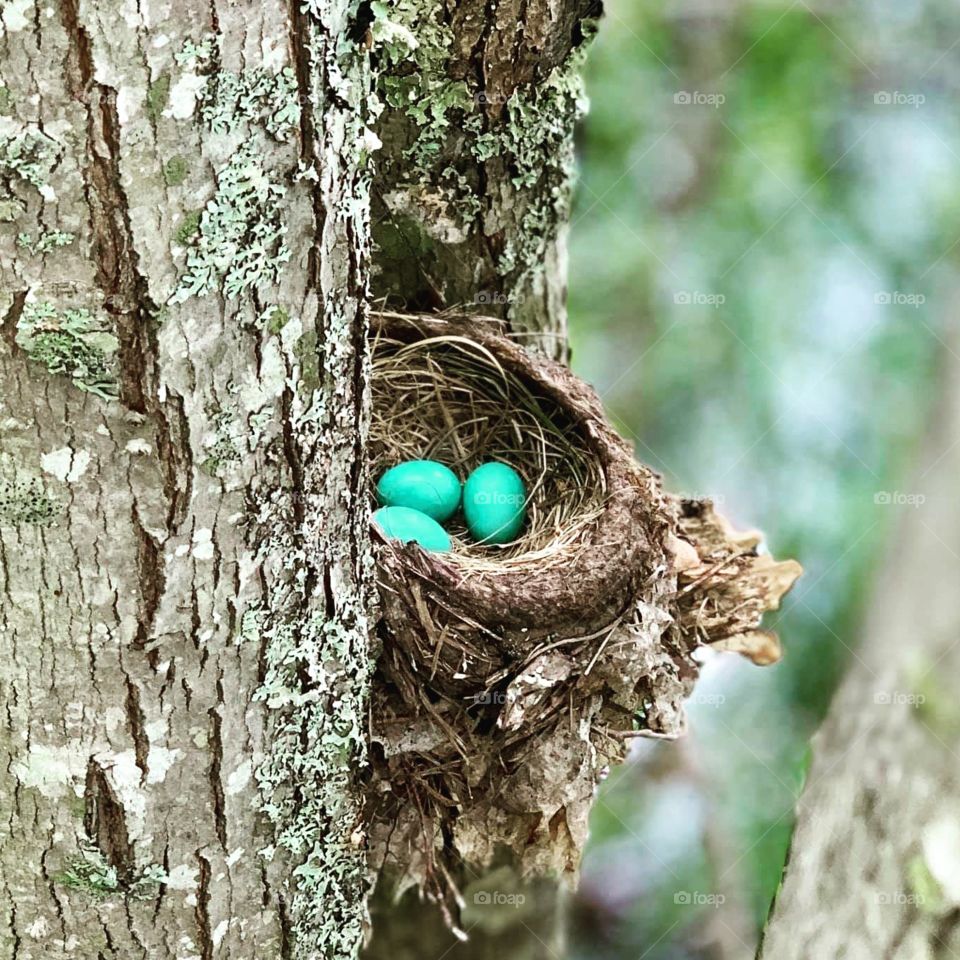 Nest, Wood, Nature, Bird, Tree