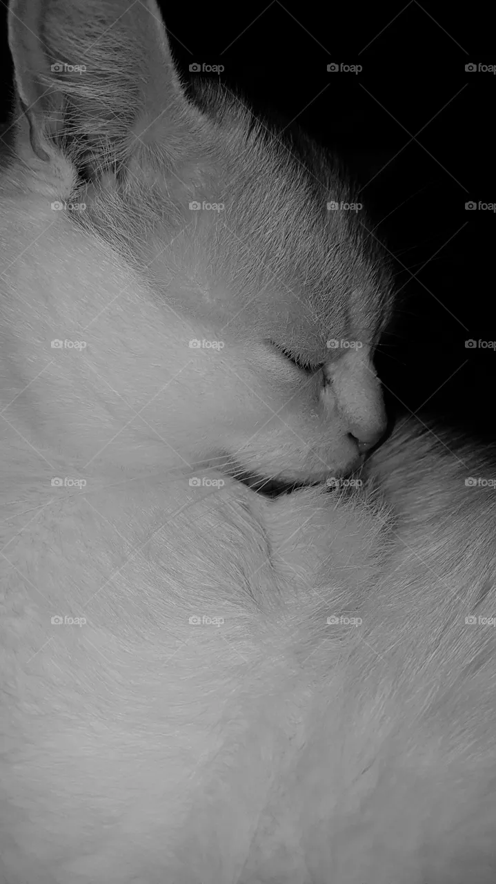 cat Amur
