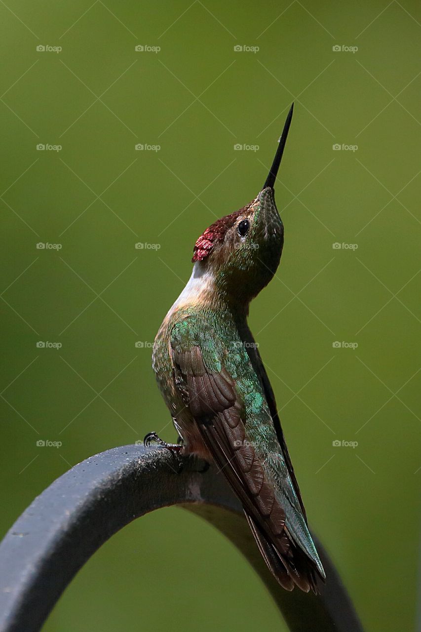 hummingbird