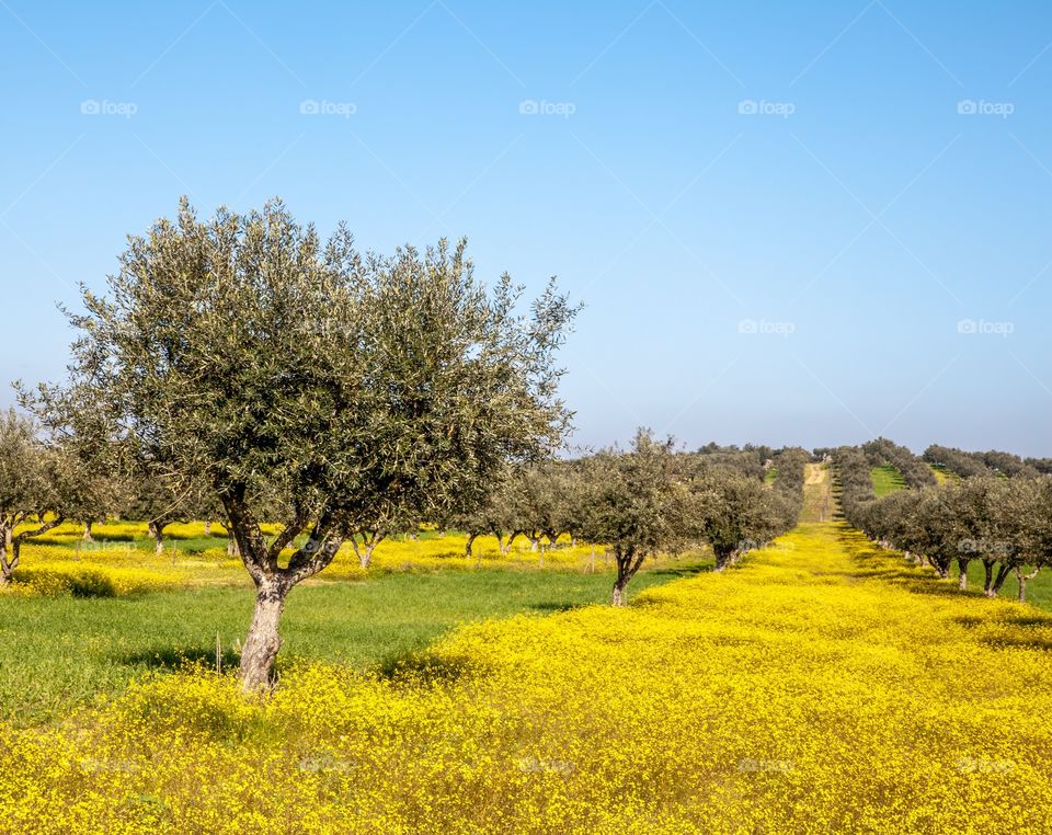 Flowery olive grove in Alentejo Portugal 