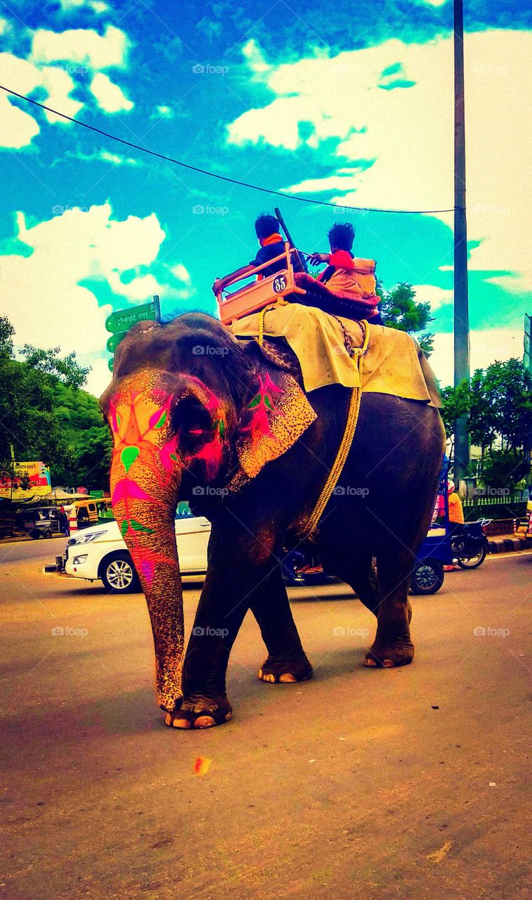 colourful elephant