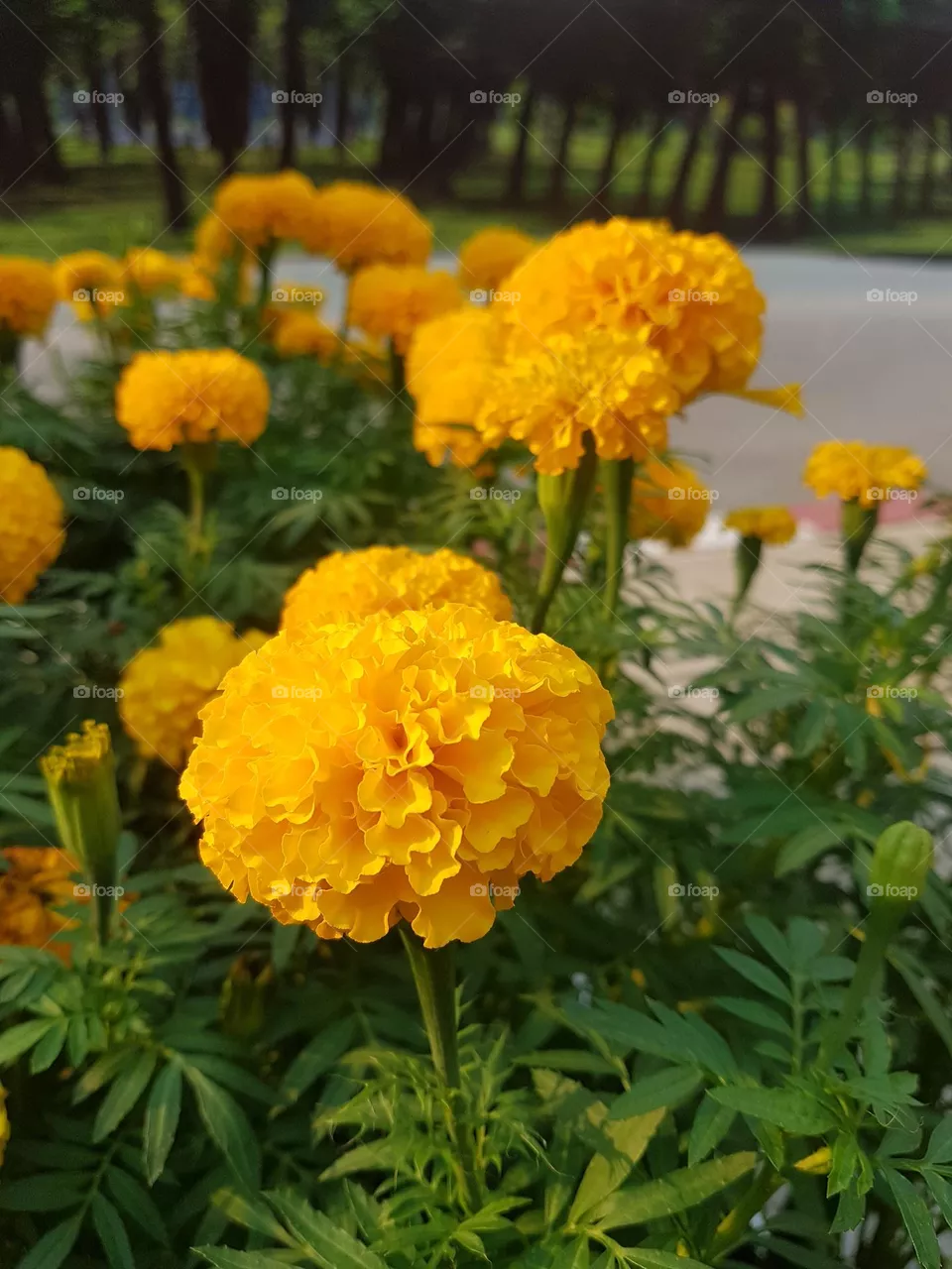 marigold