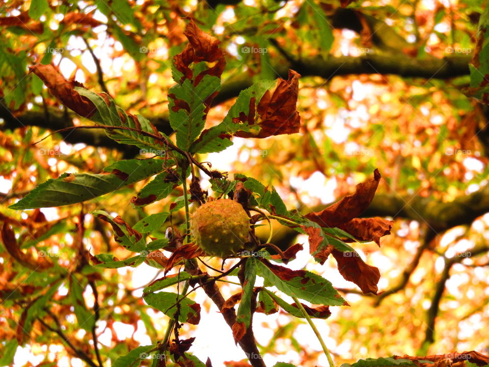 View of uncultivated fruit and dry leaves