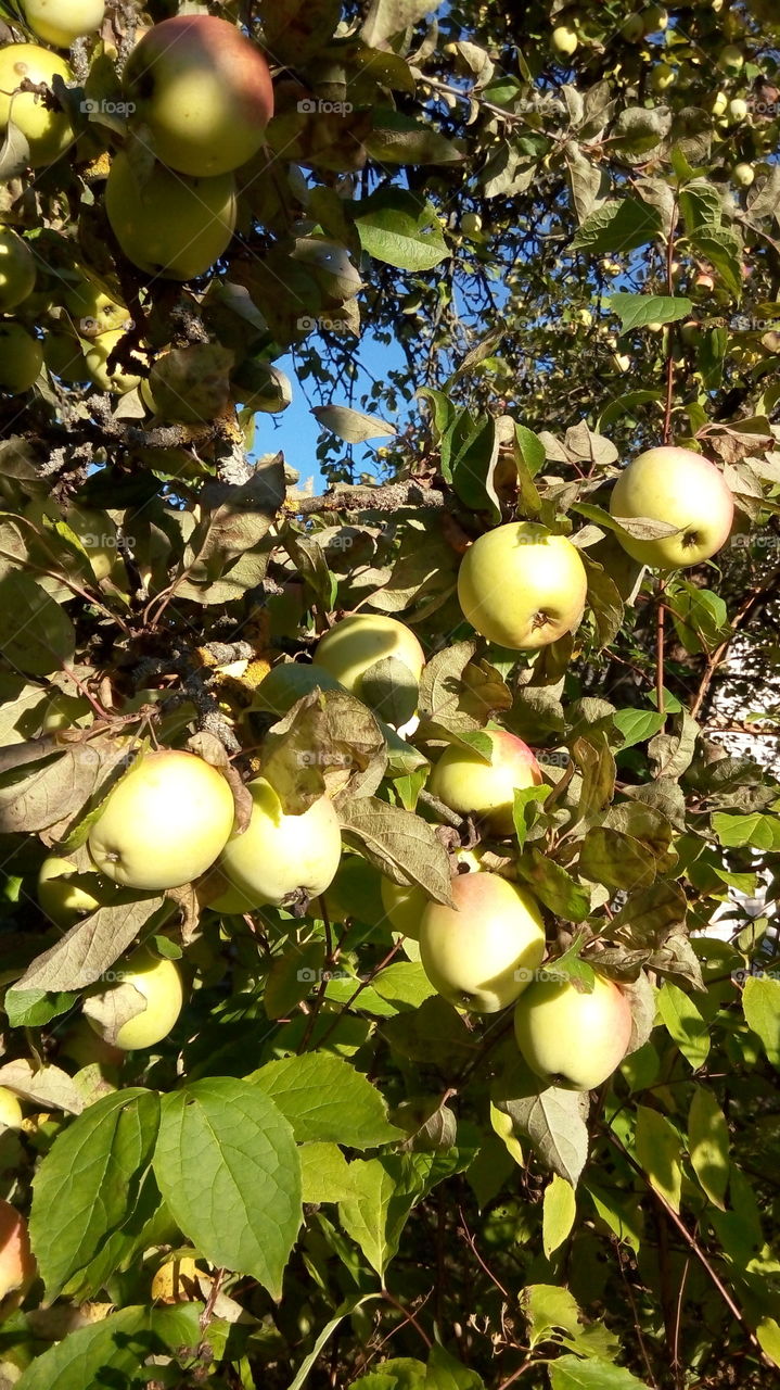 Close-up of apple tree