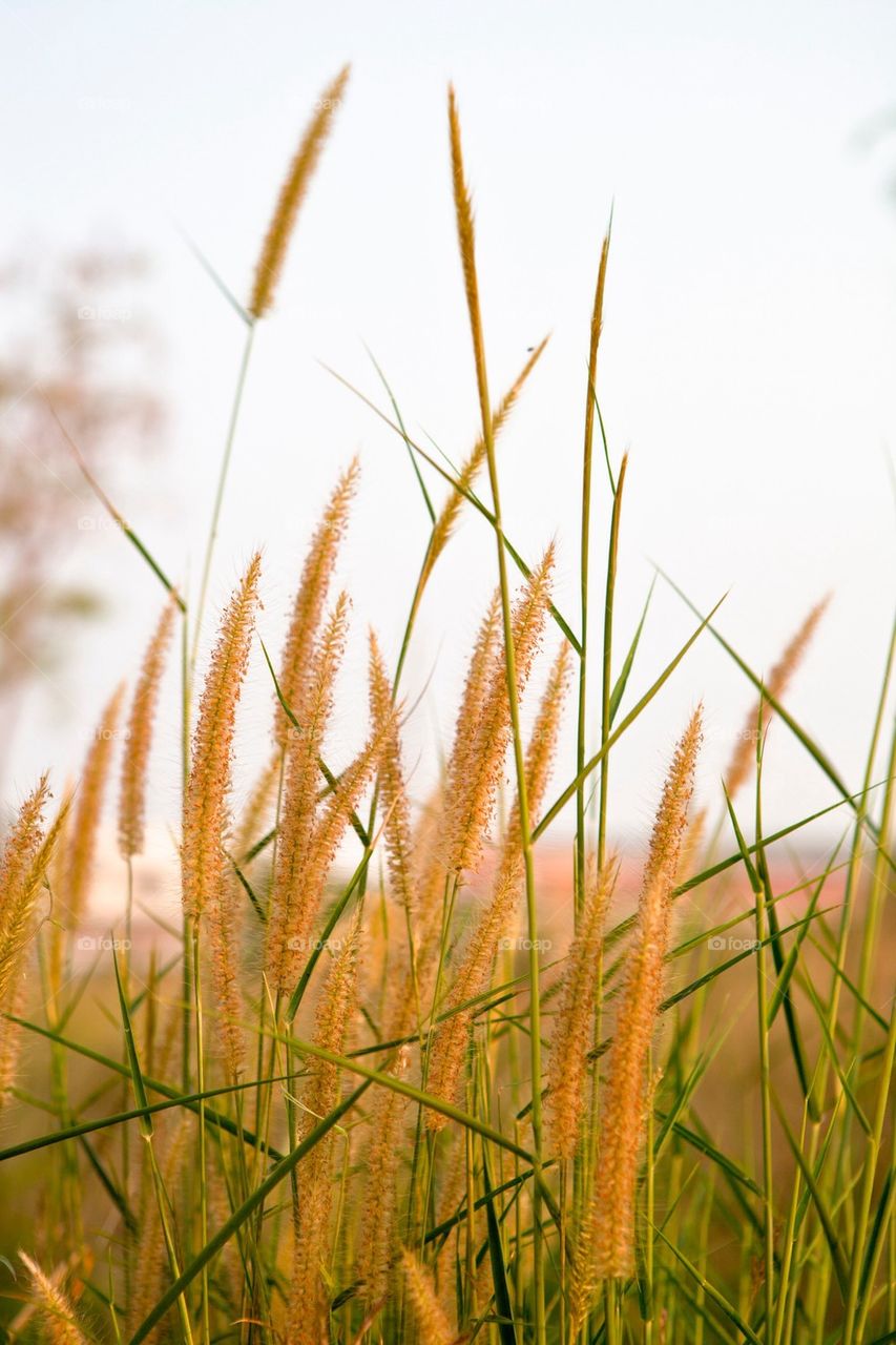 Grass flowers in the morning