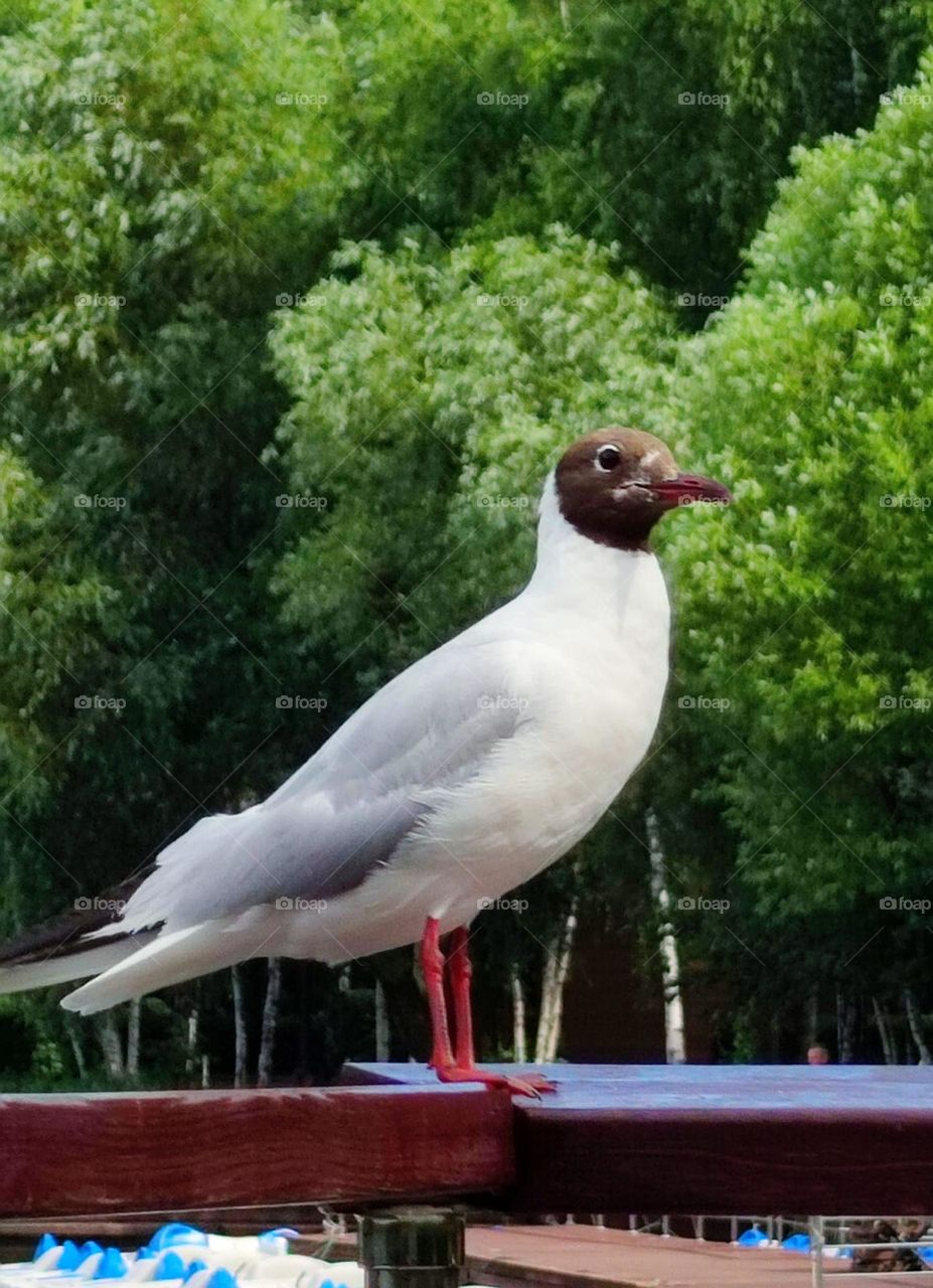 Animals.  Birds.  A curious seagull sits on the pier.  Green trees in the background