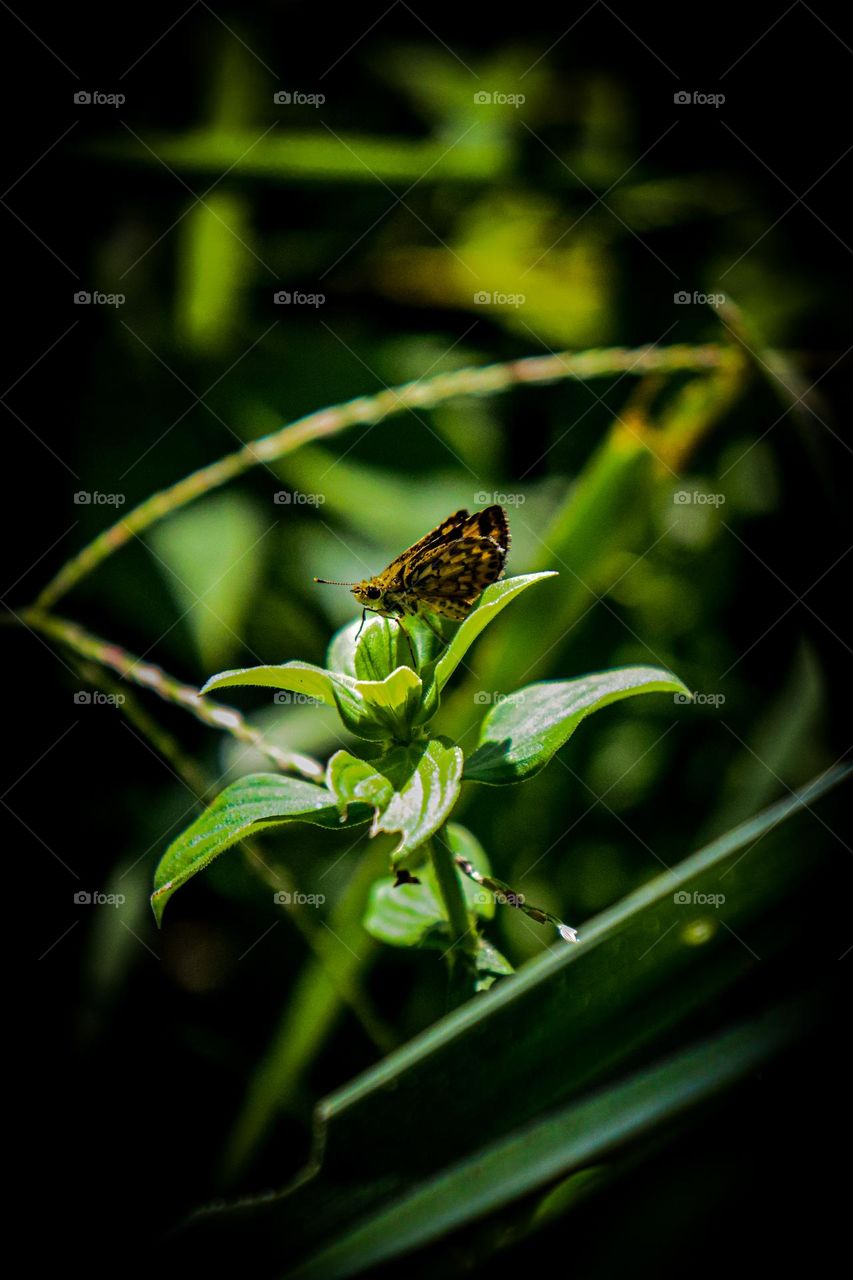 🌻Just when the caterpillar thought her life  was over.she began to fly 🦋✨