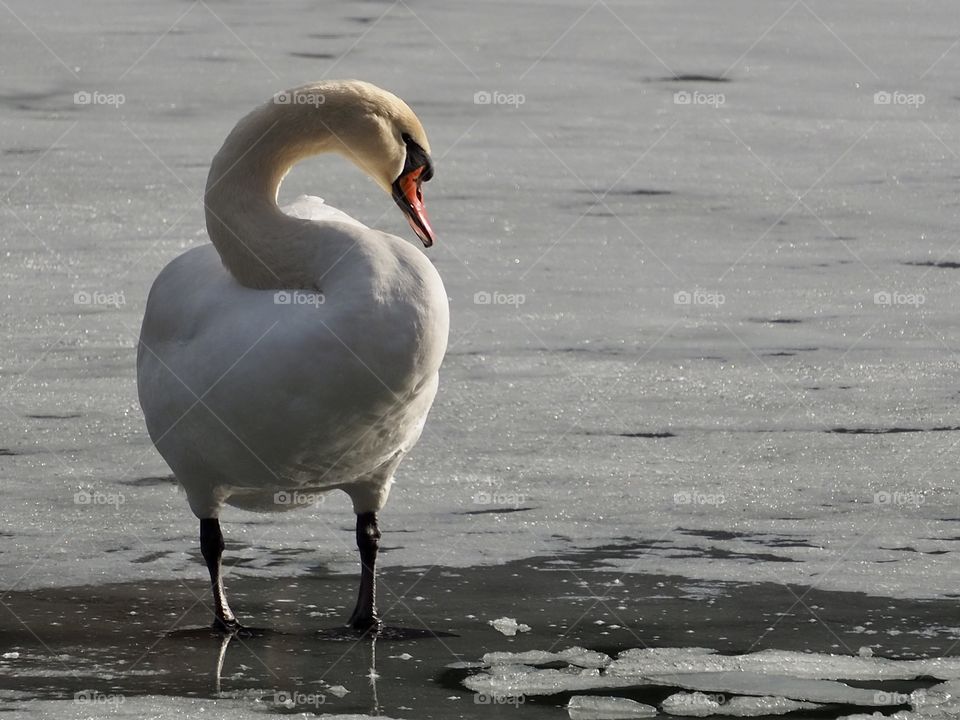 Swan