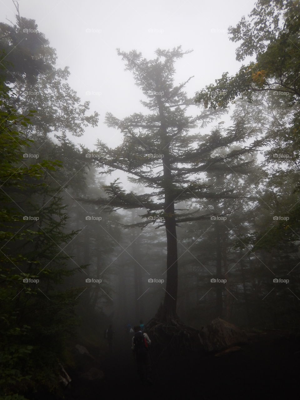 Forest shrouded in most at the base of Mt. Fuji